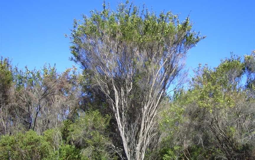Kunzeaericifolia1