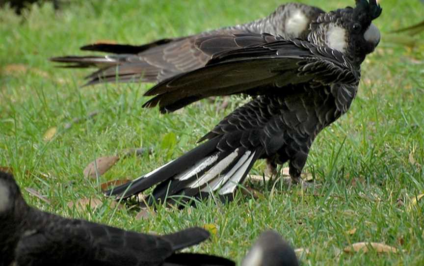 Short Billed Black Cockatoo Wings
