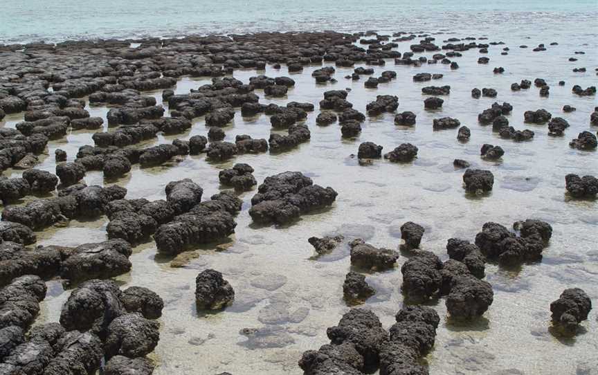 Stromatolites in Sharkbay.jpg