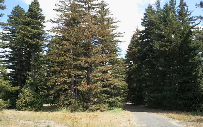Pialligo Redwood Forestviewsouth