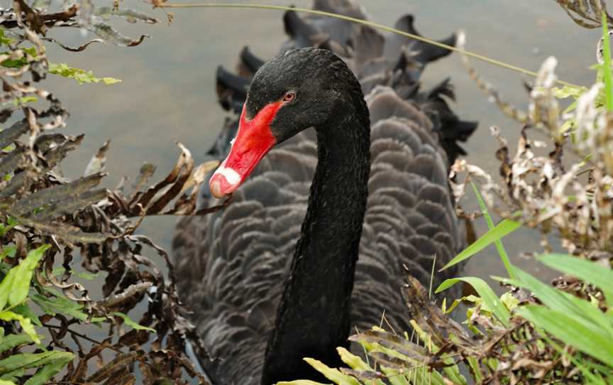 Black-Swan-20071101-003.jpg