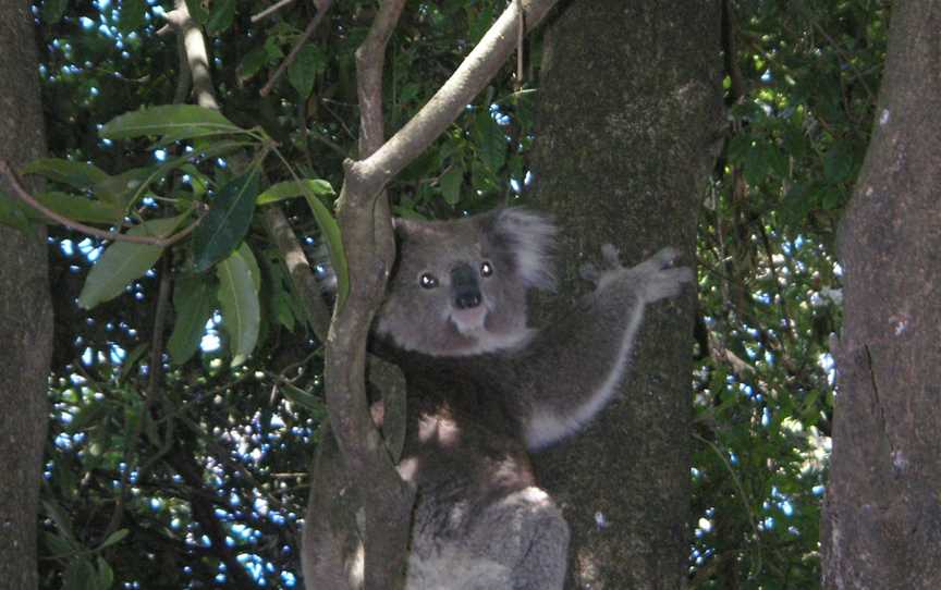 Koalainatreeatacaravanparkin Somers