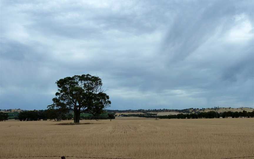 Wheat Country, Central Victoria. - panoramio.jpg