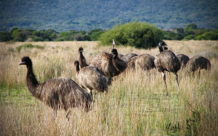 Emus CWilsons Promontory National Park