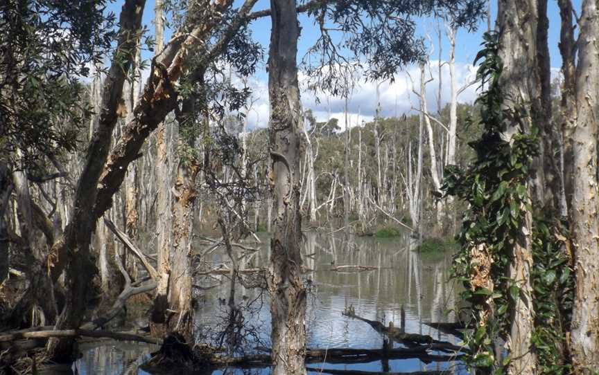 Black Duck Creek Murumba Downs, Queensland.jpg