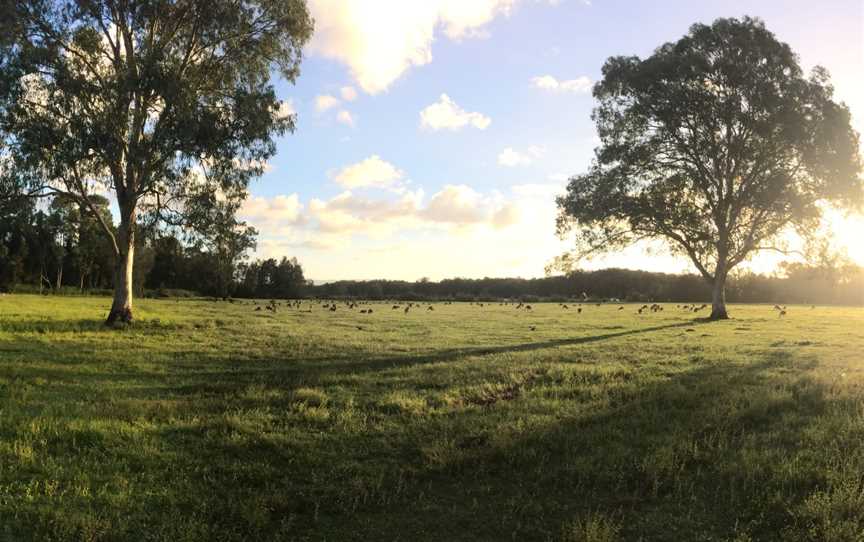 The sun setting in Coombabah Lake Conservation Park.jpg