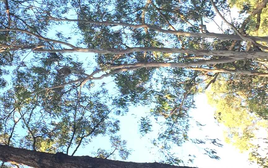 Koalain Coombabah Lake Conservation Park