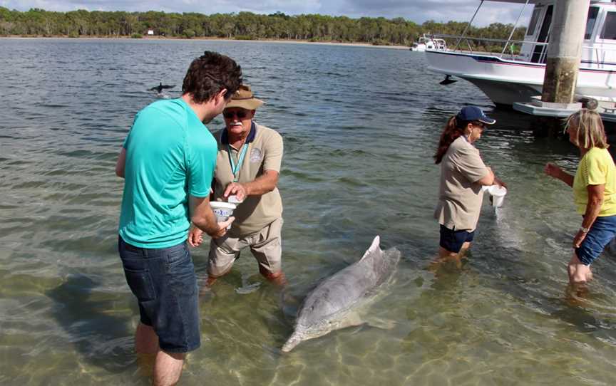 Dolphin Feeding at Tin Can Bay.jpg