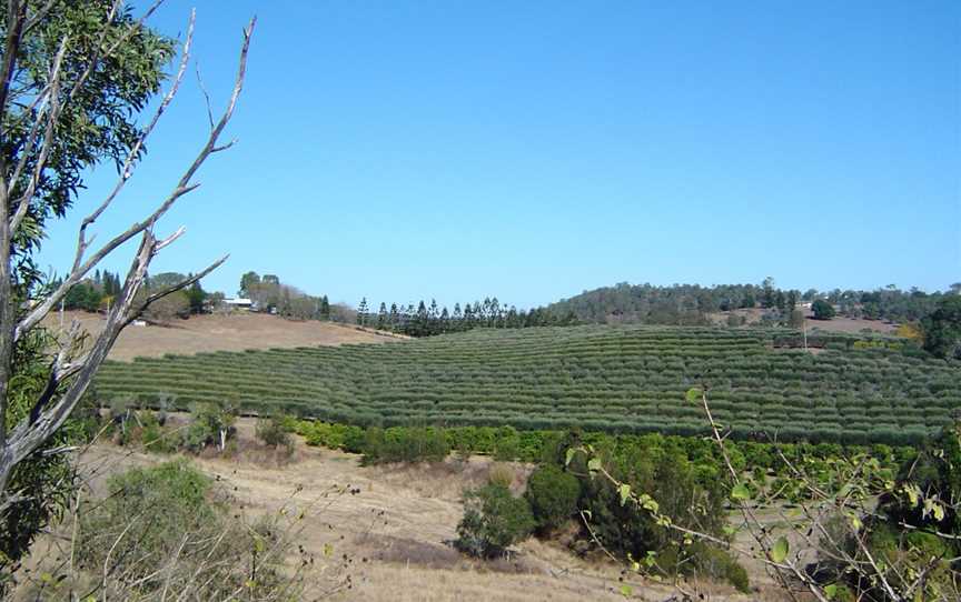 Olivecrop Pine Mountain