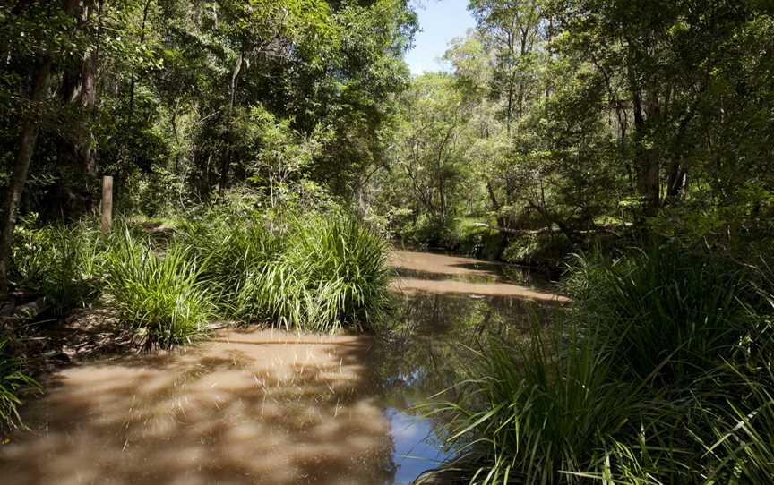 Brisbane Koala Bushlands (6968312218).jpg