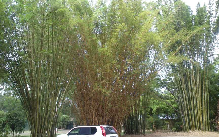 Giant bamboo in carpark - panoramio.jpg