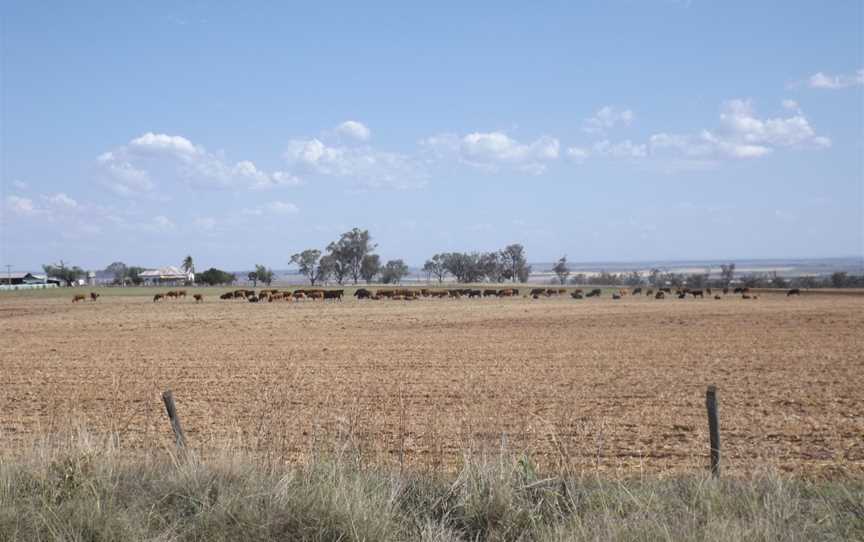 Cattle at East Greenmount.jpg