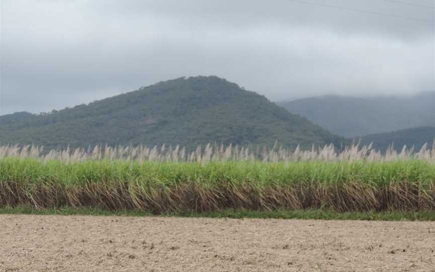 View across sugar cane fields towards the mountains, Carmila, 2016.jpg