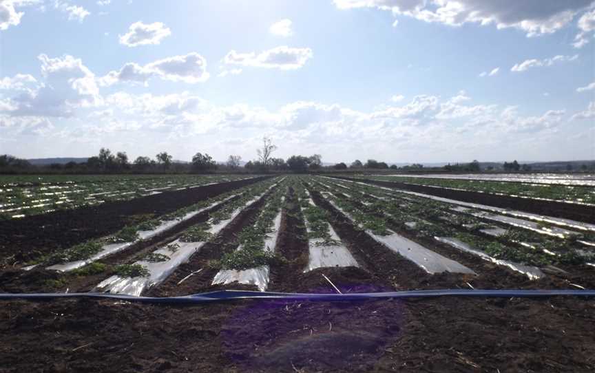 Crops at Lower Tenthill.jpg