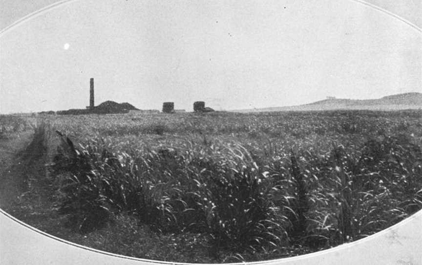 StateLibQld 2 395625 Windermere Mill with the Hummock in the background, 1907.jpg