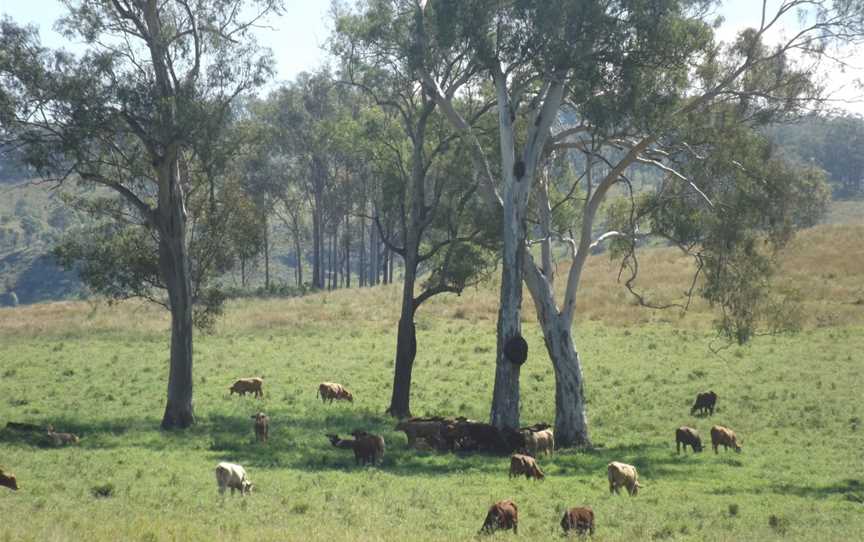 Paddocks along The Hollows Road at Josephville, Queensland 2.jpg