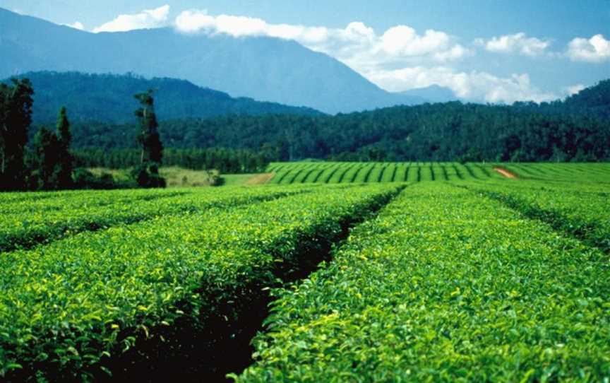 Nerada Tea Plantation at Glen Allyn on the Atherton Tableland, 1986.jpg