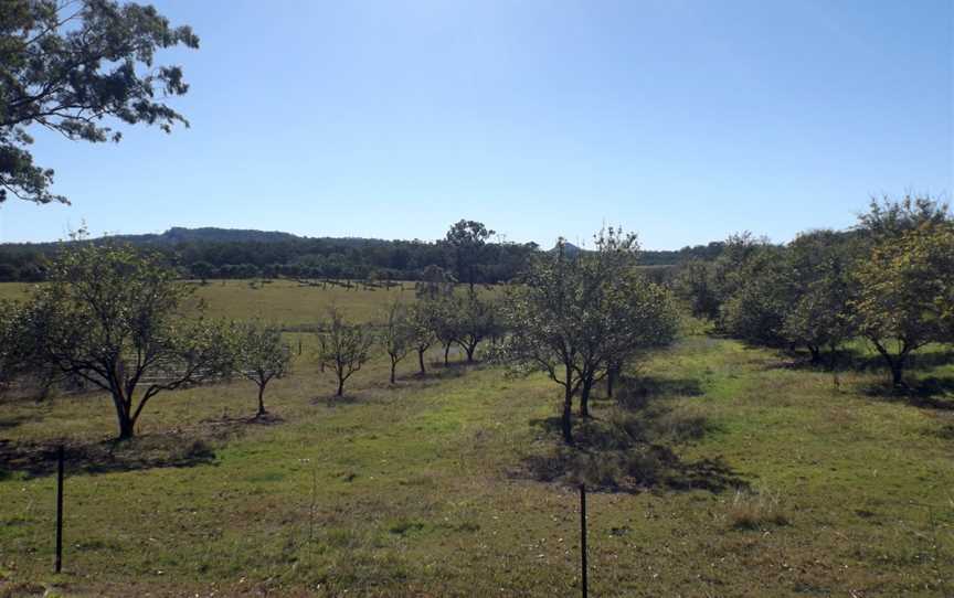 Olive orchard Bracalba Queensland.jpg