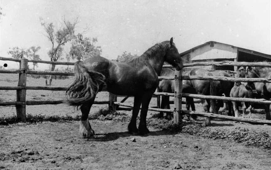 Horses at Surbiton Station in the Alpha district, near Longreach, ca. 1940.jpg