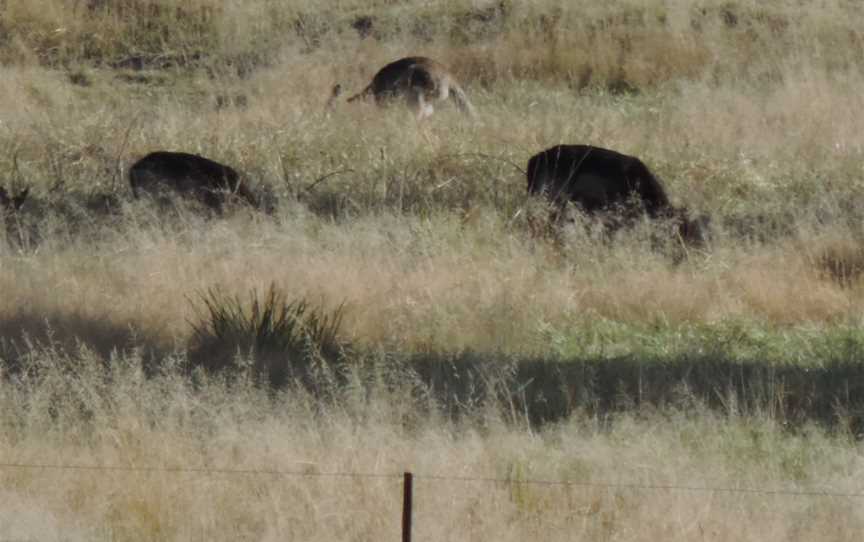 Rural views (cows and wallabies) from Lyra Cafe, 2015.JPG