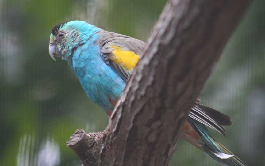 Golden-shouldered Parrot (Psephotus chrysopterygius)-6.jpg