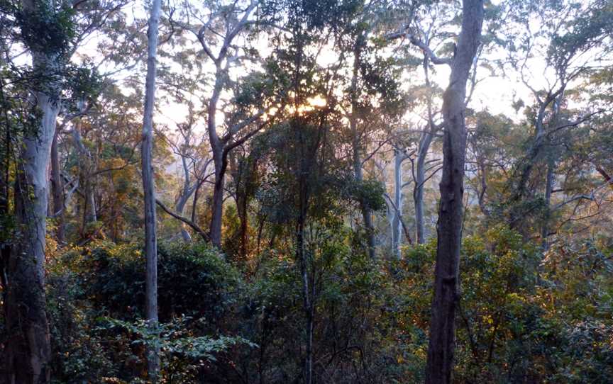 Sunset , Binna Burra rainforest - Flickr - gailhampshire.jpg