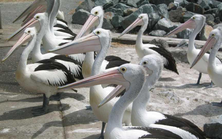 Pelicans Tuncurry NS W