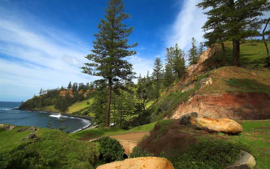 Norfolk Island Pines