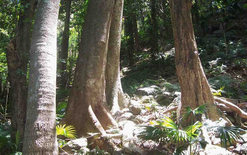 Rainforest Mount Keira Australia