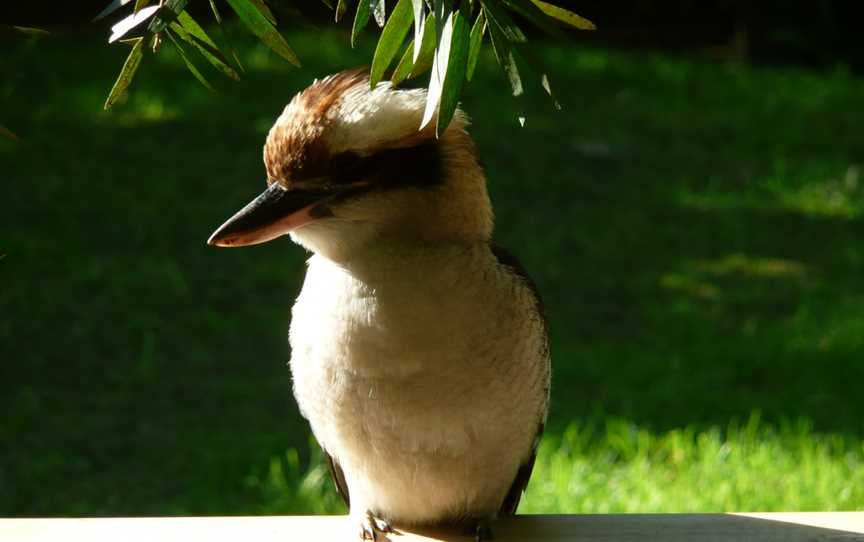 1 Kookabura1