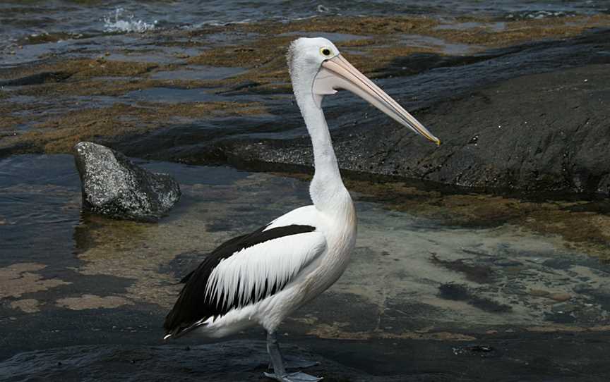 Australian Pelican Kioloa