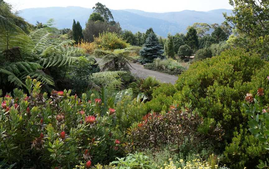 Mt Tomah Botanical Gardens - Garden 5 Proteaceae.JPG
