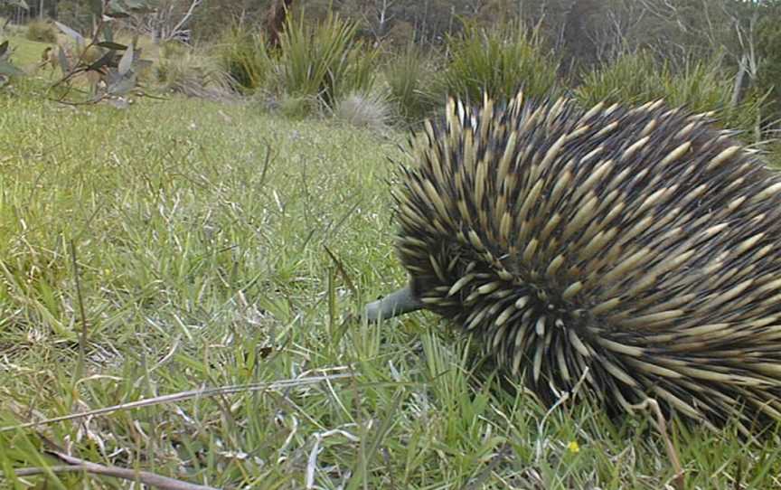 Echidnawyanbene