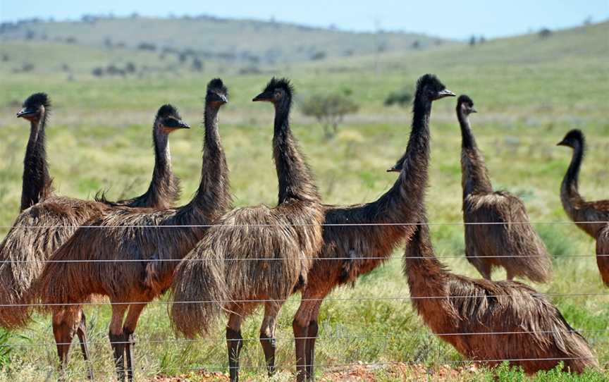Emu Mob