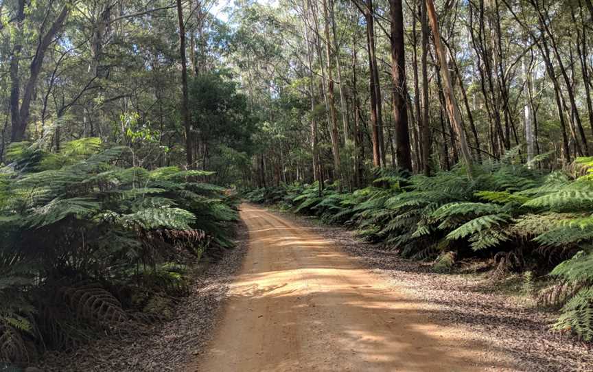 Monga National Park, New South Wales.jpg