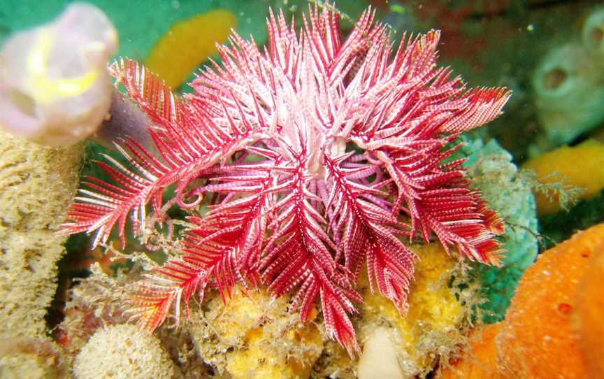 Ptilometraaustralis Passion Flowerfeatherstar