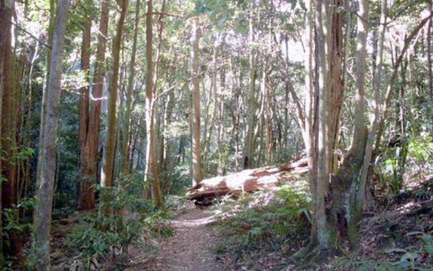 Macquarie Pass NP rainforest.JPG