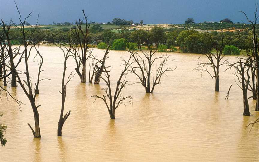 CSIRO ScienceImage 4235 Dead gum trees in the Murray River near Blanchetown SA 1989.jpg