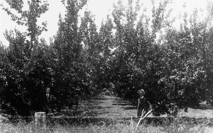 Apricot orchard at Holder, planted September 1897(GN10385).jpg