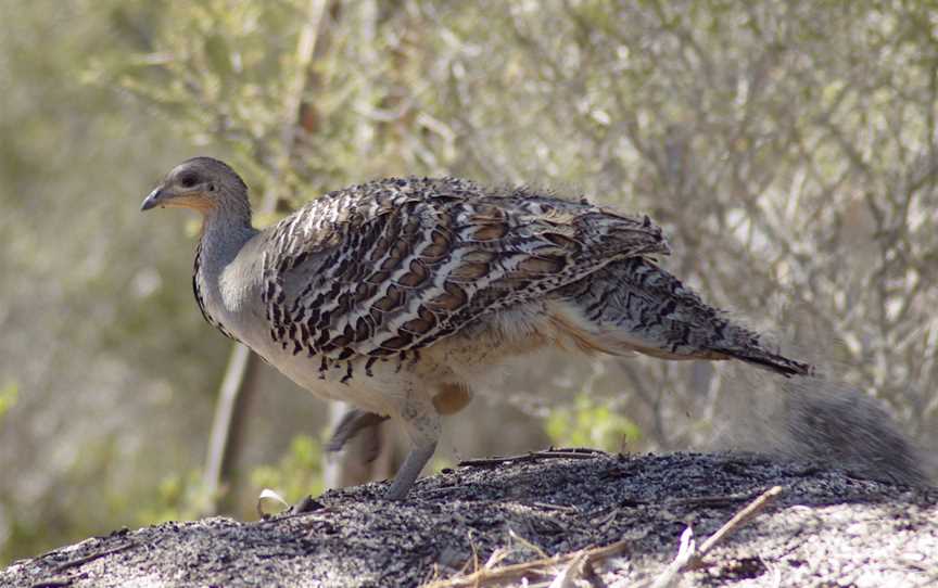 Leipoa ocellata -Ongerup, Western Australia, Australia-8.jpg