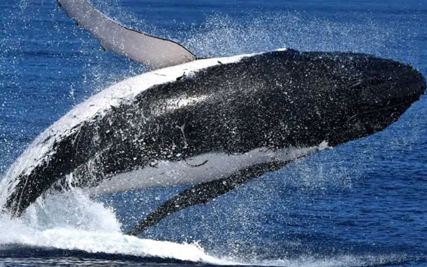 Amazing Whale Watching Spectator experiences in Perth, Events in Perth CBD
