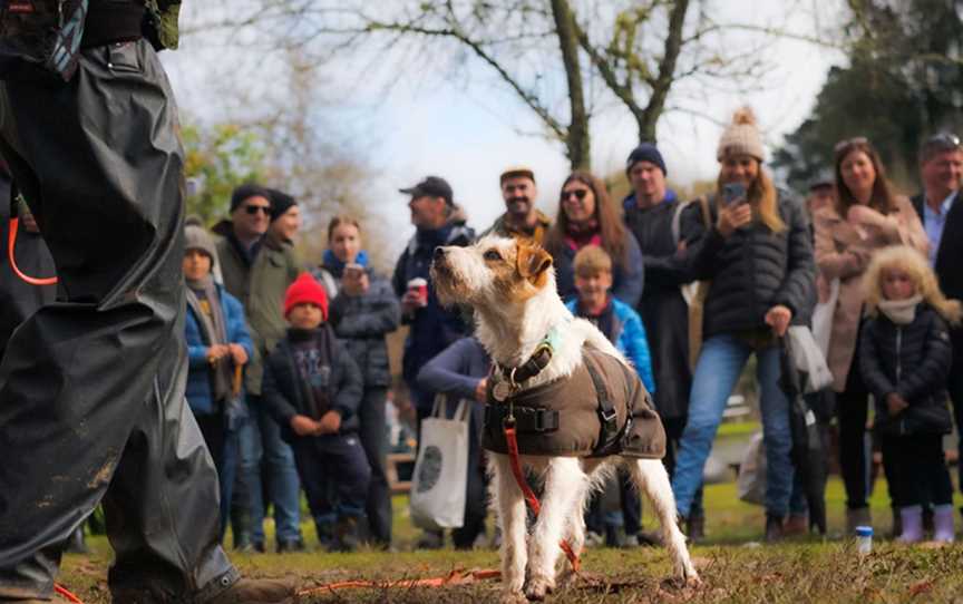 Truffle Dog Demos - the Truffle Kerfuffle, Events in Fontys Pool