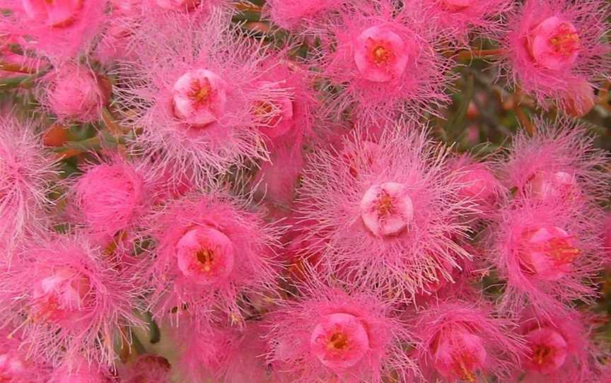 Reynoldson Reserve Wildflower Festival, Events in Wongan Hills