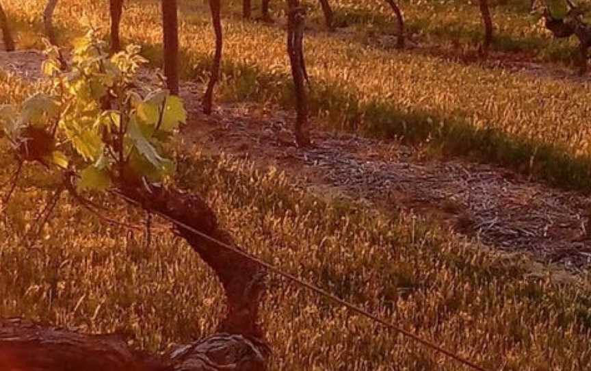 Morris, Rutherglen, Victoria