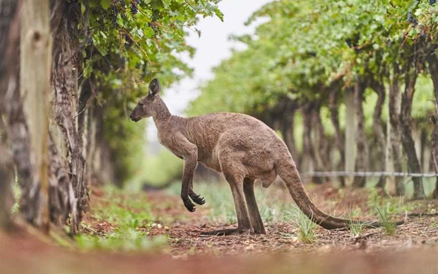 Banrock Station Wine & Wetland Centre, Wineries in Kingston On Murray