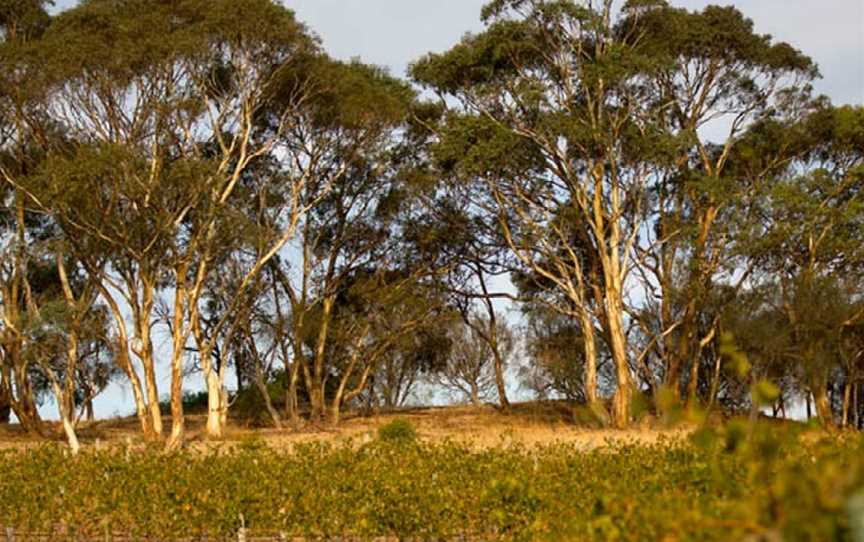 Cooper Burns, Nuriootpa, South Australia