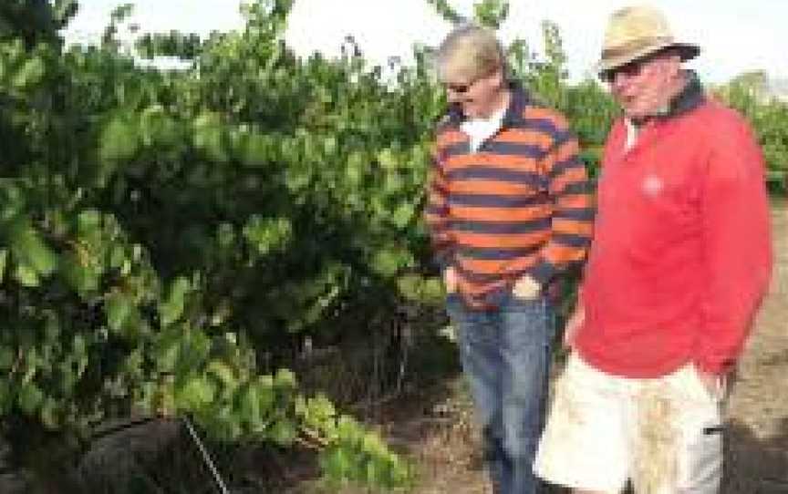 Lanz Vineyards, Lyndoch, South Australia