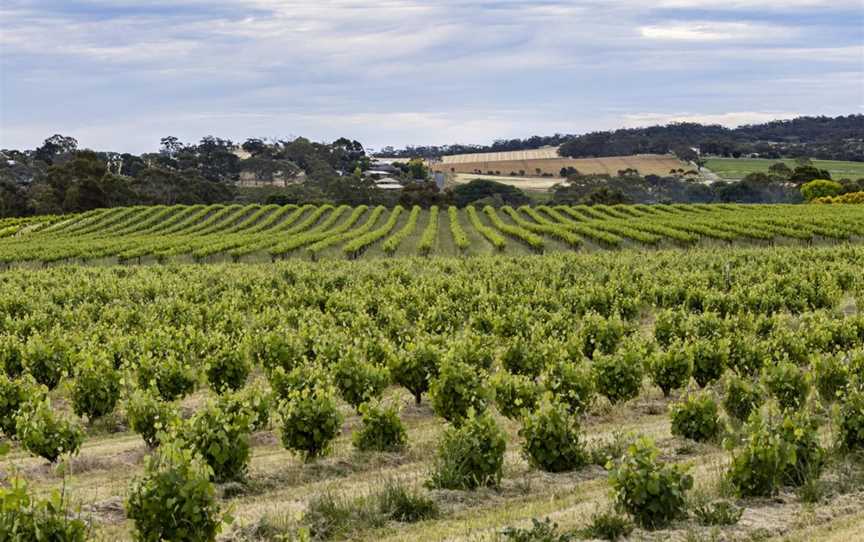 Murray Street Vineyards, Greenock, South Australia