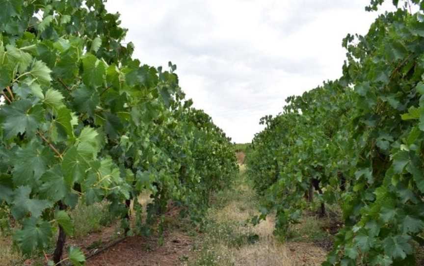 Tenafeate Creek Wines, One Tree Hill, South Australia