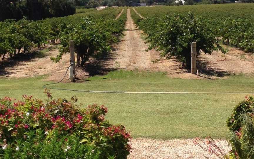 The Willows Vineyard, Wineries in Light Pass